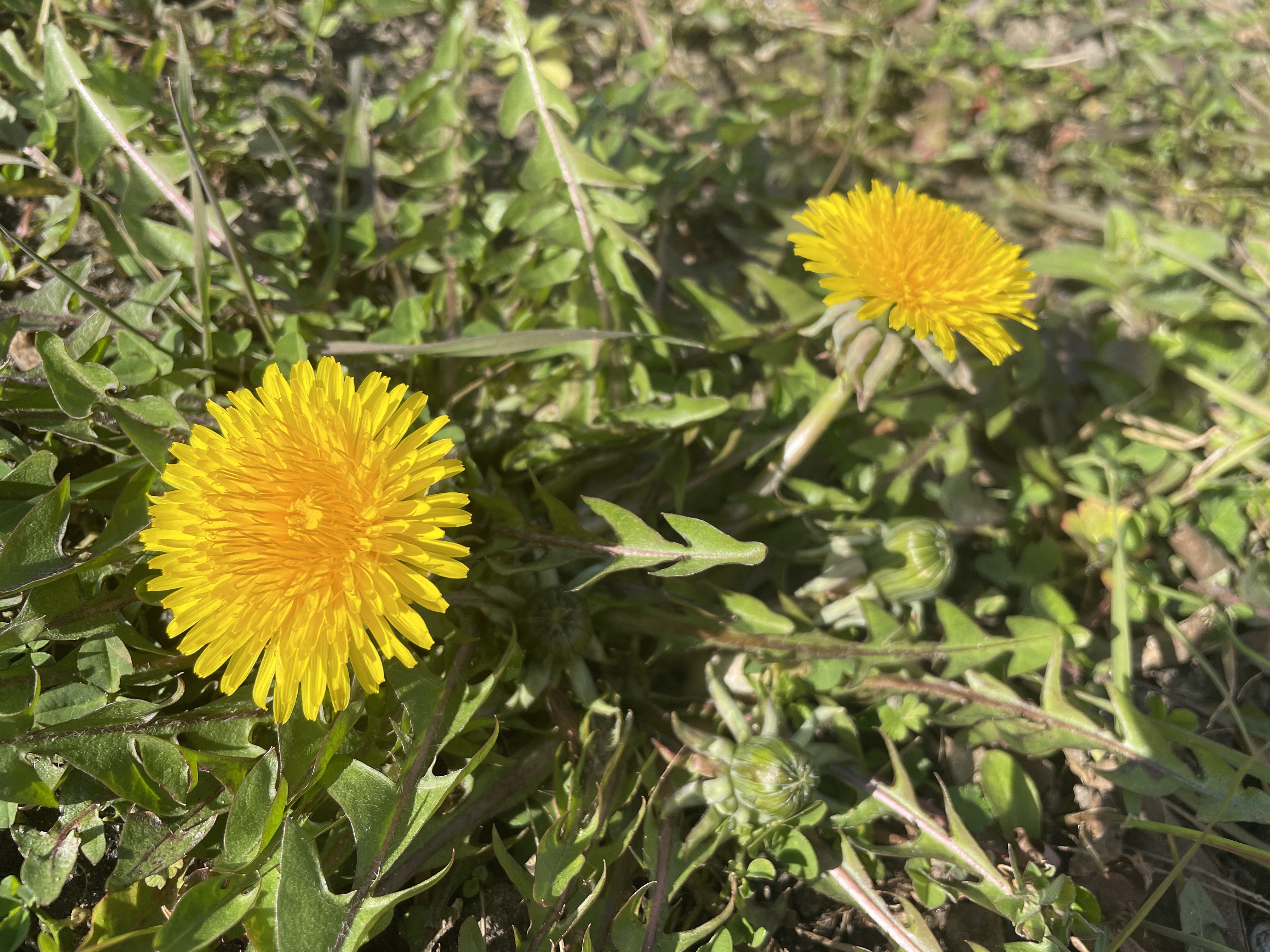 1 1